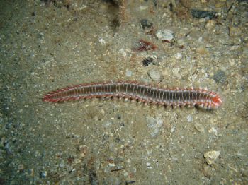 Fireworm, Crete 2003 with Olympus MJU400 & PT10 Housing by Malcolm Houston 
